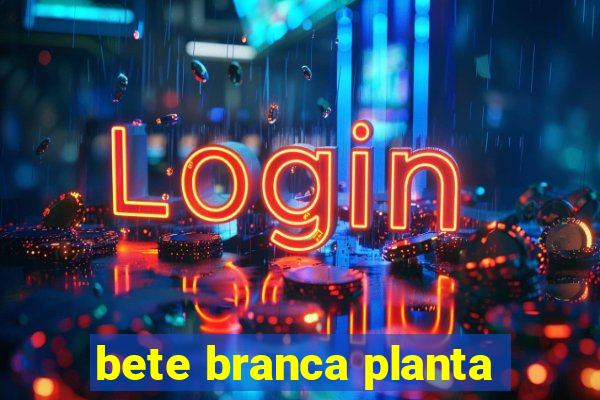 bete branca planta